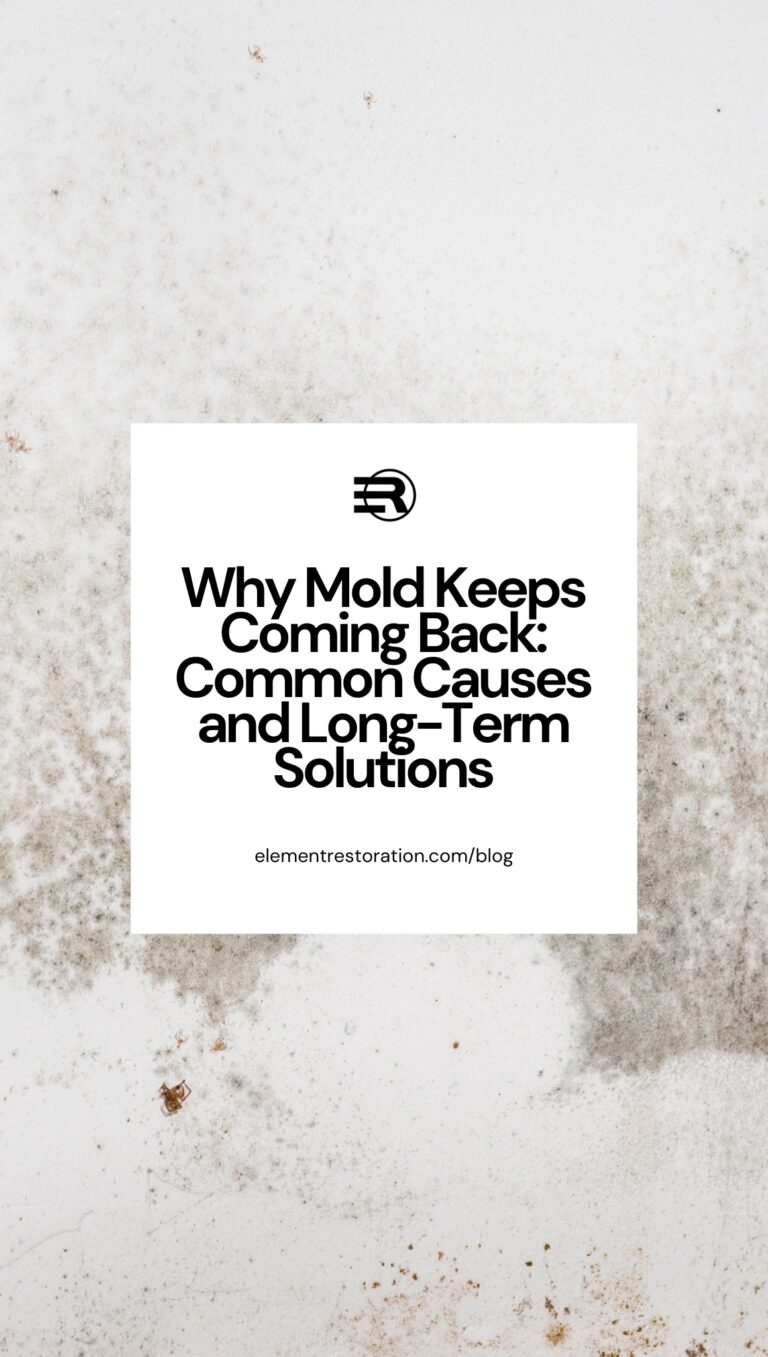 Why Mold Keeps Coming Back: Common Causes and Long-Term Solutions ...